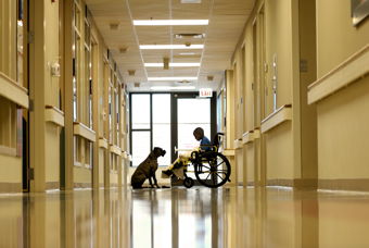Photograph of a boy in a wheelchair and a dog at the end of a hallway.