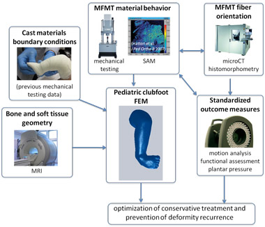 Picture shows different factors impacting treatment and prevention of recurrence of clubfoot.