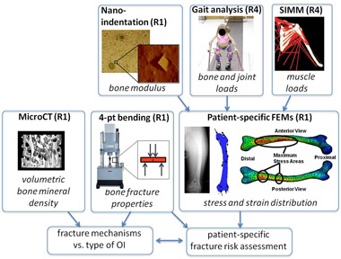 Picture shows the relation of different parts for patient-specific fracture risk assessment.